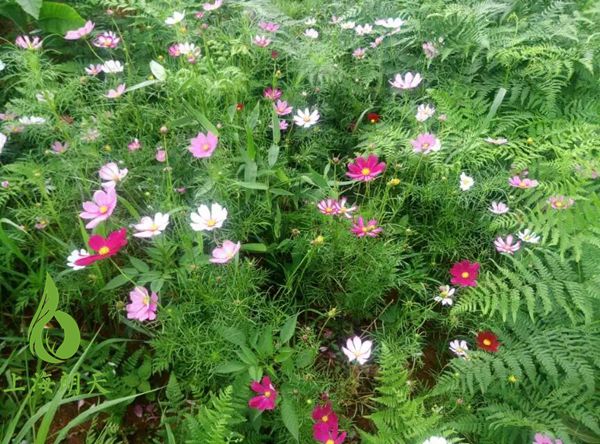 绿化混凝土,植被混凝土,植生混凝土,透水混凝土, 彩色混凝土,生态混凝土添加剂-江西高速公路工程